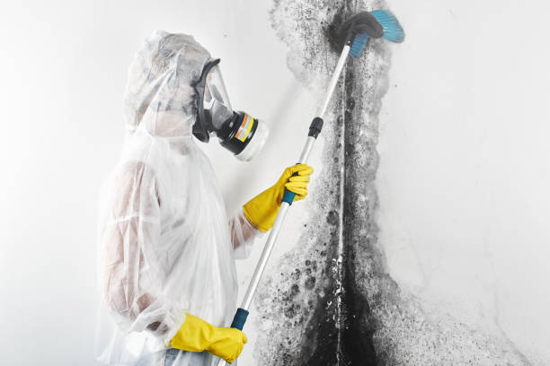Best Mold Odor Removal Services  in Red Bud, IL