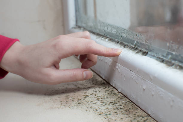 Best Dehumidification Services  in Red Bud, IL