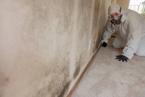Best Comprehensive Air Testing for Mold Contaminants  in Red Bud, IL